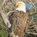 Adult Eagle on Branch (Framed 18 X 24) JAH-40